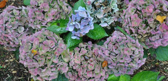 HydrangeamacrophyllaXianuitbloeimiddenoktober