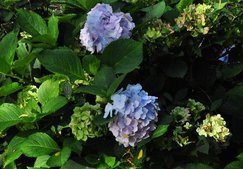 Hydrangea macrophylla 'Frillibet' herfstverkleuring nietverkleurde volwassenbloemen VN 15sept