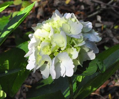 HydrangeamacrophyllaFrillibetjongebloemfase15sept