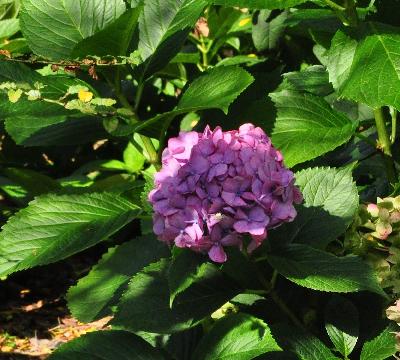 HydrangeamacrophyllaPrinsesBeatrixherfstverkleuringjongebloem