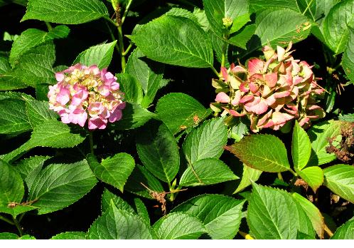 HydrangeamacrophyllaPrinsesBeatrixherfstverkleuringbloemvn