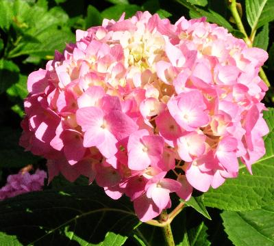 HydrangeamacrophyllaShinozakibloemdetailVN