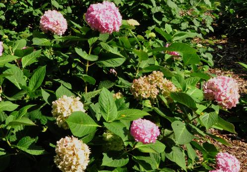 HydrangeamacrophyllaShinozakiherfstverkleuringvolwbloem15sept2