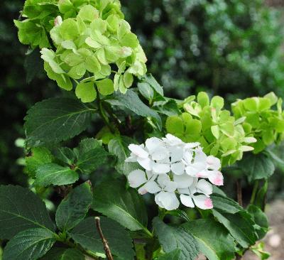 HydrangeamacrophyllaNeufherfstverkleuringnieuwebloemVNN15sept