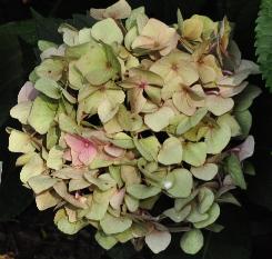 HydrangeamacrophyllaBelaherfstverkleuringbloem