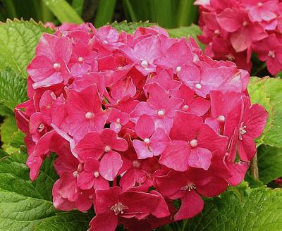 Hydrangea-macrophylla-Deutschland'- closeup-flower