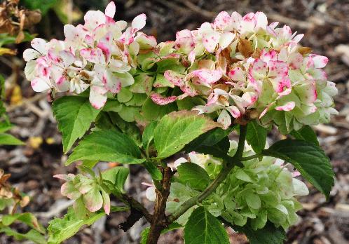 Hydrangea -macrophylla- 'Soeur- Thérèse'-herfstverkleuring herfstverkleuring 15 sept