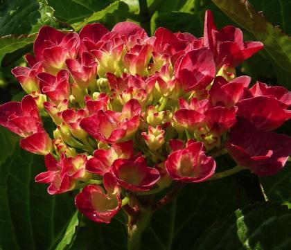 HydrangeamacrophyllaAmsterdam
