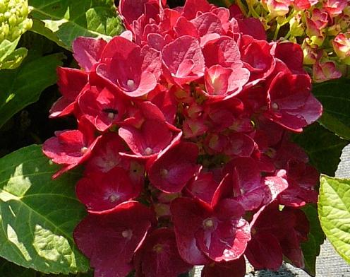 HydrangeamacrophyllaAmsterdamonrijpekleur2