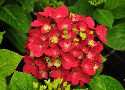 HydrangeamacrophyllaAmsterdamVN