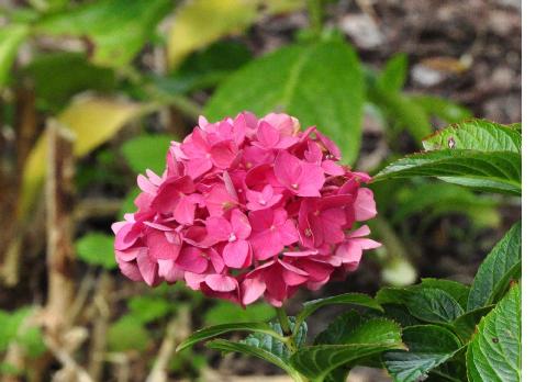 HydrangeamacrophyllaSybilla15sept