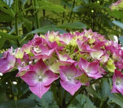 HydrangeamacrophyllaLeuchtfeuercloseup3