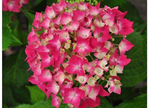 HydrangeamacrophyllaLeuchtfeuerjongebloemCloseupvnntuinvanDirkStaels