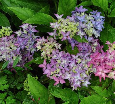 HydrangeamacrophyllaTovelitborderJanSterkenvn