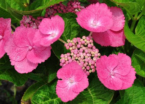 Hydrangea_macrophylla_'Zaunkönig'_bloem