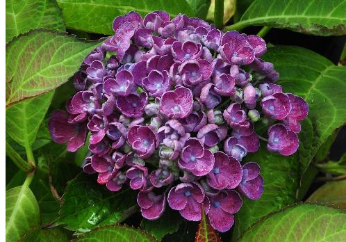 HydrangeamacrophyllaHopcornhovariareeks