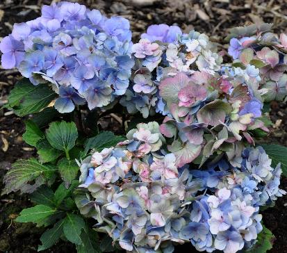 HydrangeamacrophyllaForeverBlue