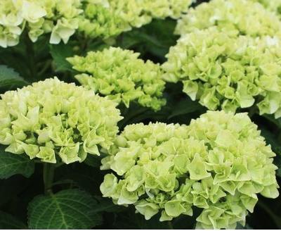 HydrangeamacrophyllaWudu