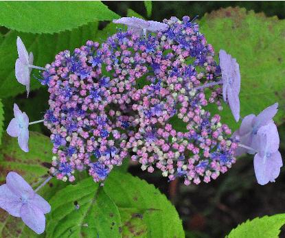 HydrangeamacrophyllaDartsSongbirdlacecapbloem2