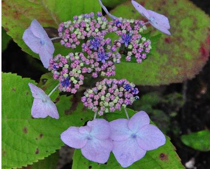 HydrangeamacrophyllaDartsSongbirdlacecapbloemcloseup