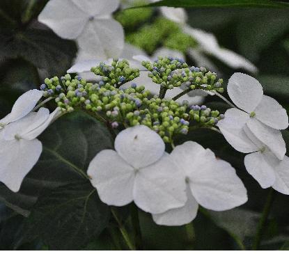 HydrangeamacrophyllaUKcloseupvn