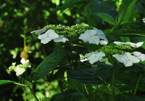 HydrangeamacrophyllaUKbloeiindiepeschaduw5