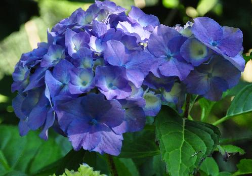 HydrangeamacrophyllaAdmirationblauwebloembollenvn