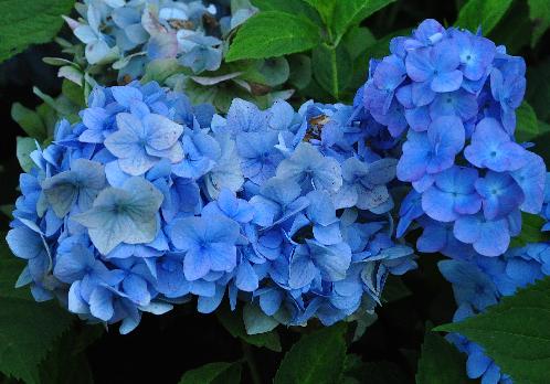 HydrangeamacrophyllaRFFeltonvn