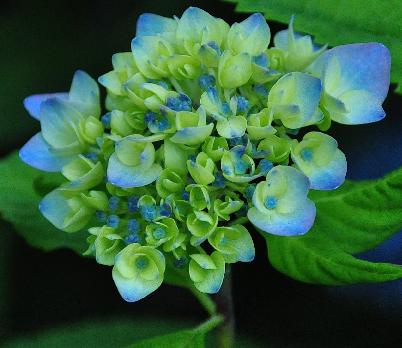 HydrangeamacrophyllaRFFeltoncloseupjongebloem