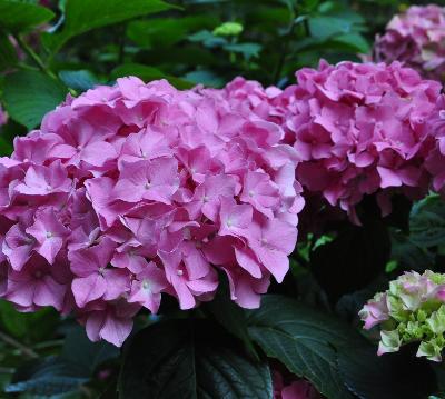 Hydrangea_macrophylla_'Gartenbaudirektor_Kühnert'_bloemen_vnn