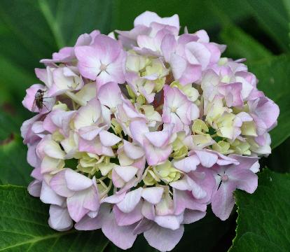 HydrangeamacrophyllaJosephBanks15septVN