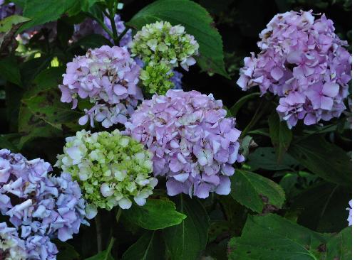 HydrangeamacrophyllaJosephBanksdroogte