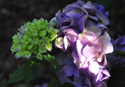 HydrangeamacrophyllaKluisSuperbajongenoud