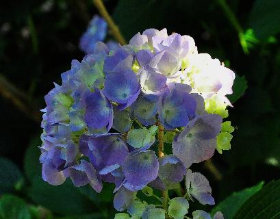 HydrangeamacrophyllaKluisSuperbajongebloemvleugjezon