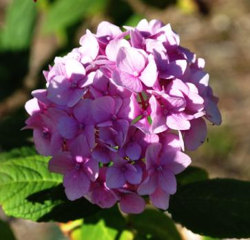 HydrangeamacrophyllaAllsummerbeauty