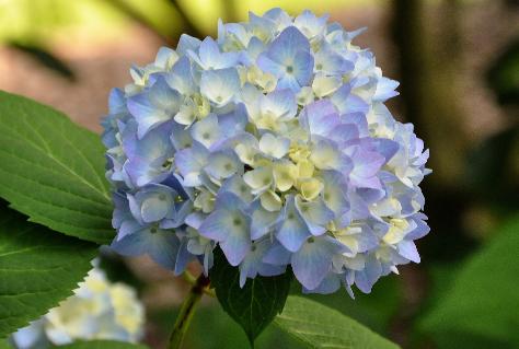 HydrangeamacrophyllaSemperflorensblauwVN
