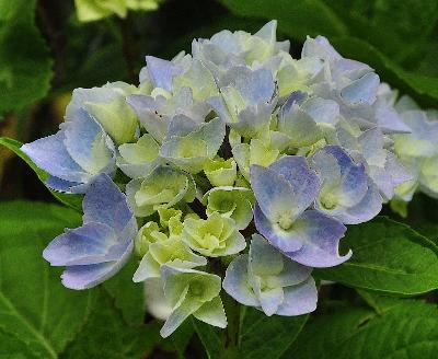 HydrangeamacrophyllaAnkongjuni