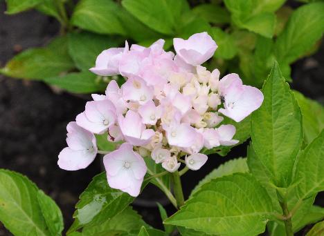 HydrangeamacrophyllaAnkonggeenaluin