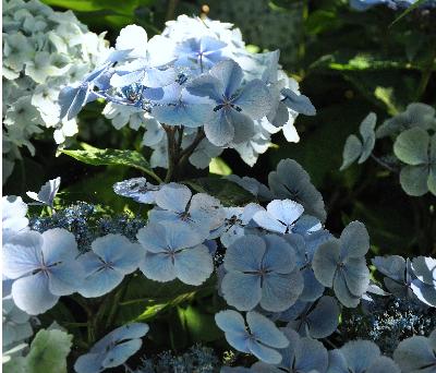 Hydrangea macrophylla 'Blauling' Teller - Wädenswil 1984 pic4