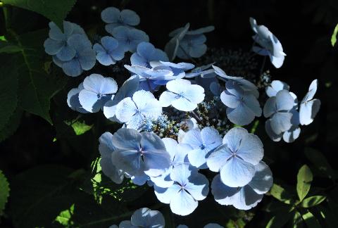 Hydrangea macrophylla 'Blauling' Teller - Wädenswil 1984