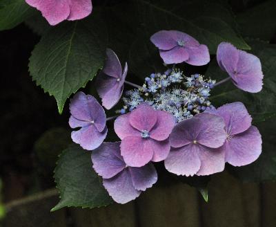 HydrangeamacrophyllaAnnekeSterkenCloseupvn