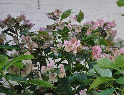 HydrangeamacrophyllaAnnekeSterkenHerfstkleuren16november2010