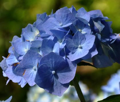 HydrangeamacrophyllaBelaclup