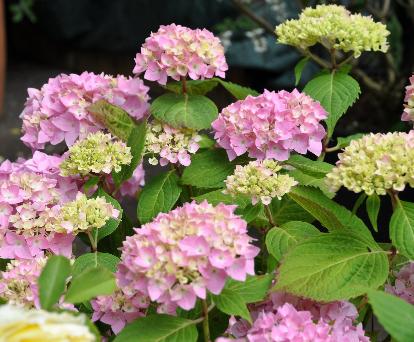 Hydrangea macrophylla 'Bouquet Rose' 