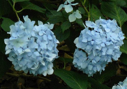 HydrangeamacrophyllaBouquetbleu