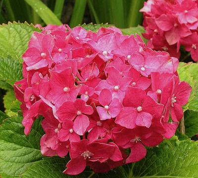 HydrangeamacrophyllaDeutschland