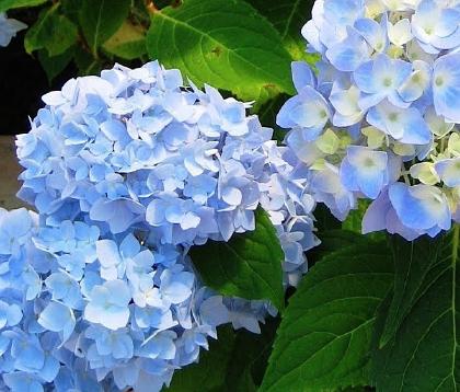 HydrangeamacrophyllaEndlessSummerTheoriginal