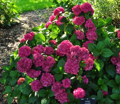 Hydrangea macrophylla 'Hobergine' habitus