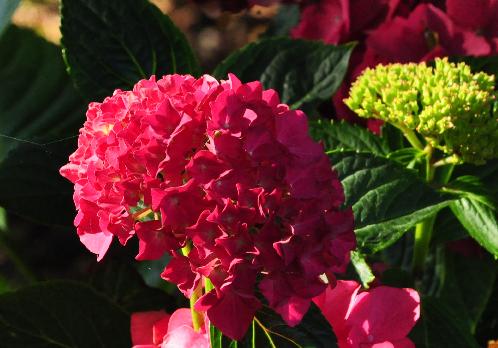 HydrangeamacrophyllaHobergineflowersvn