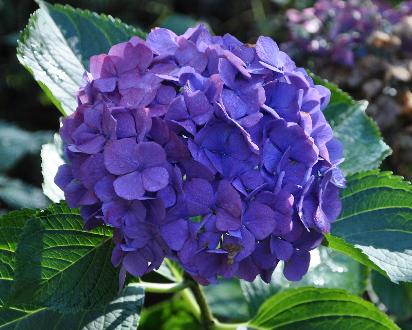 Hydrangea macrophylla 'Holehird Purple' closeup 16november herfstVN